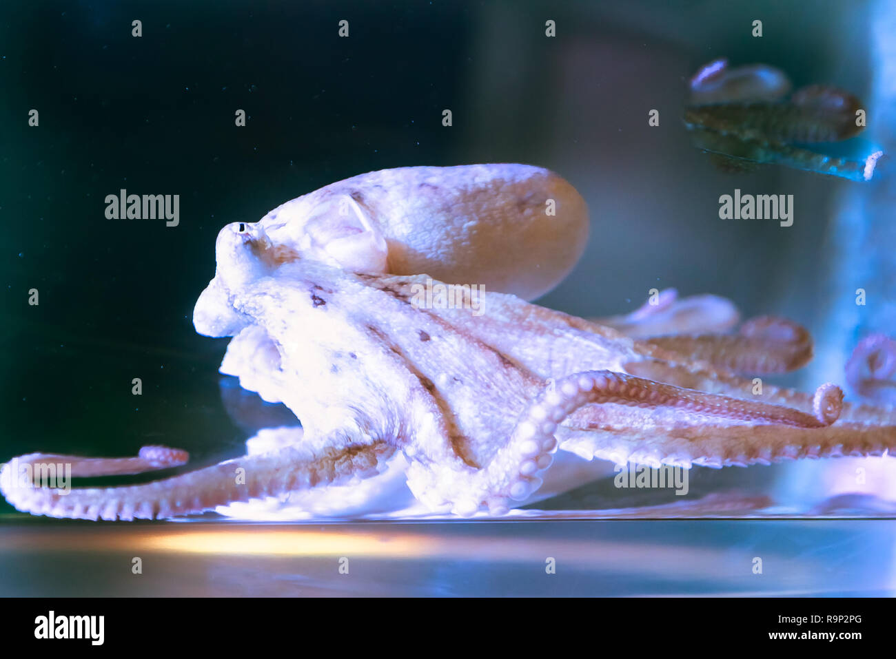 Octopus beak hi-res stock photography and images - Alamy