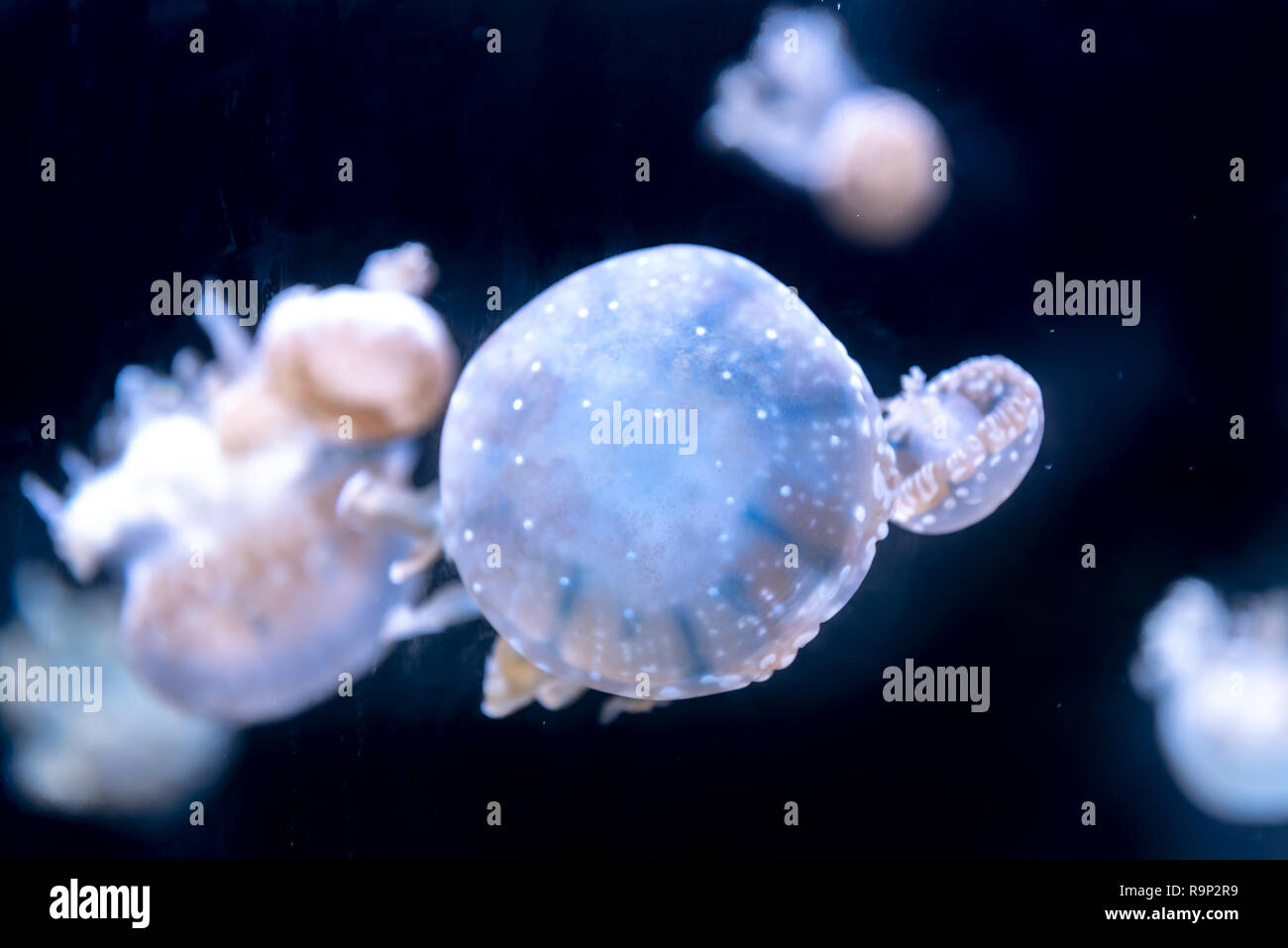 Many beautiful Jellyfish floating under water Stock Photo
