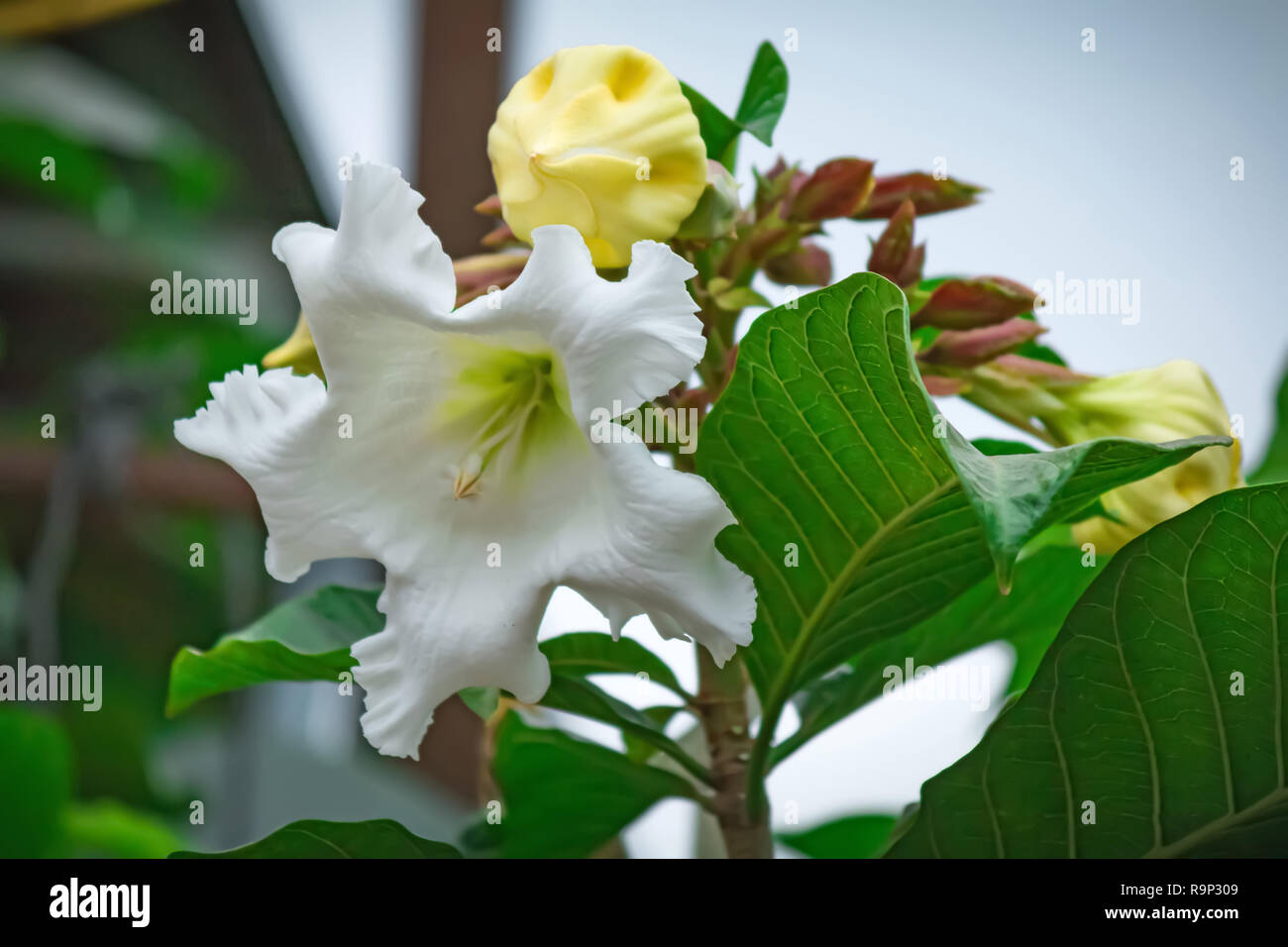 Beautiful white flowers on blur background (Beaumontia grandiflora - Nepal Trumpet Lily Vine) Stock Photo