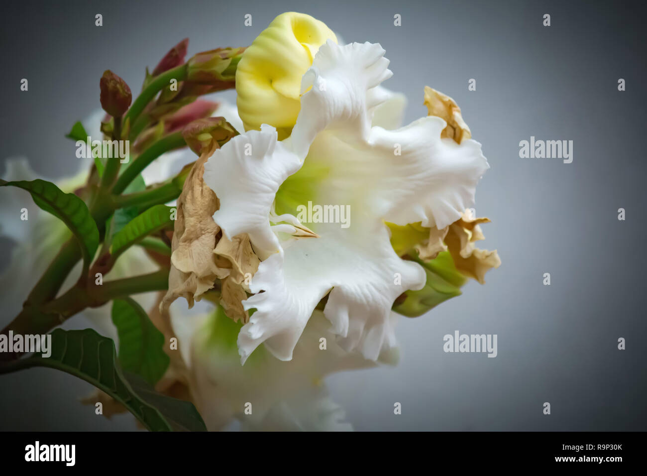 Beautiful white flowers on blur background (Beaumontia grandiflora - Nepal Trumpet Lily Vine) Stock Photo