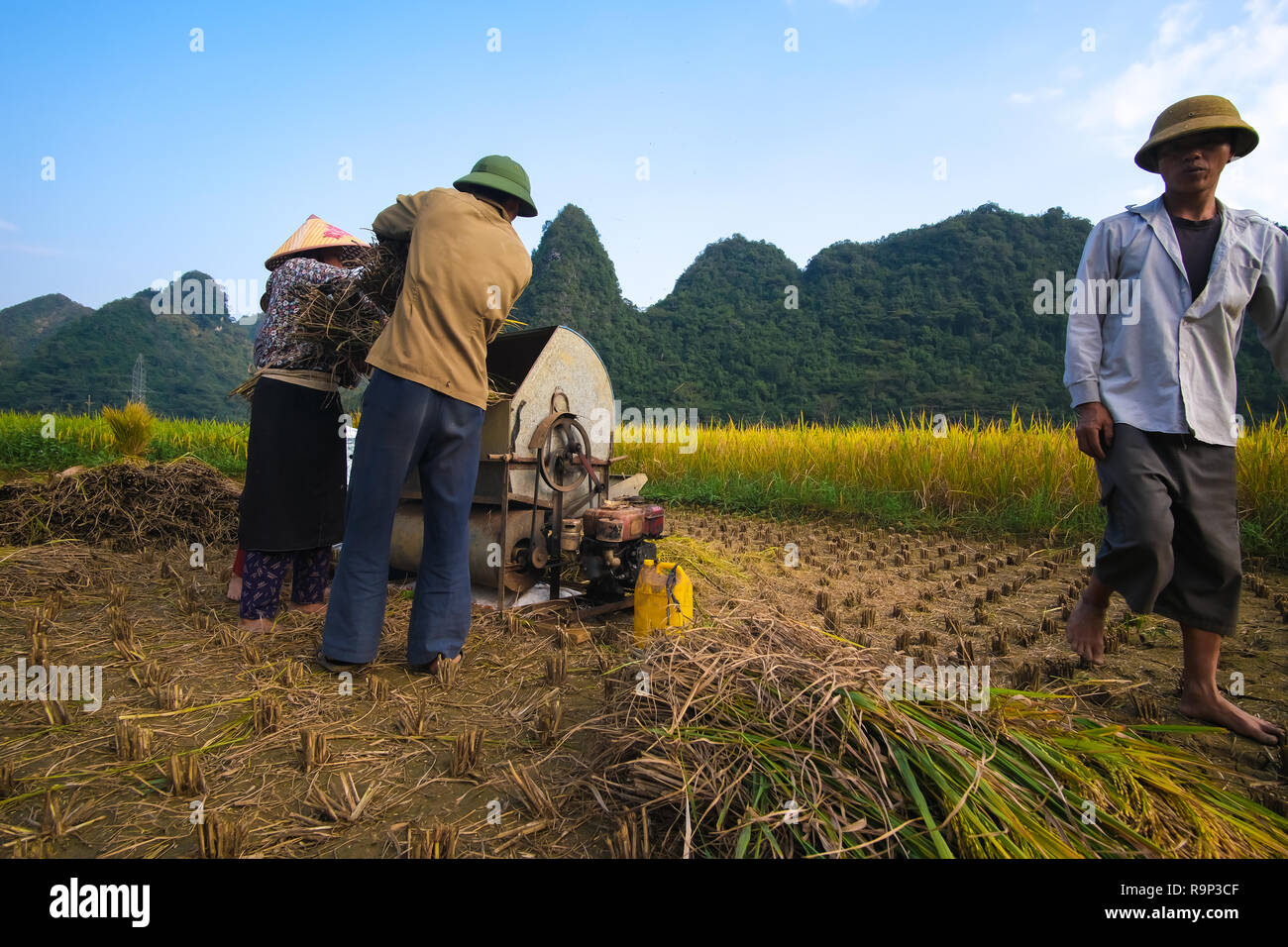 Harvest season. Group of farmers harvesting ripe rice by hand, sickle ...