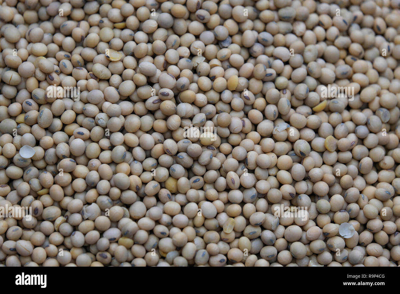 Soya bean seed, soybeans or Glycine max. Royalty high-quality free stock image heap of Soya bean seed, soybeans background with copy space Stock Photo