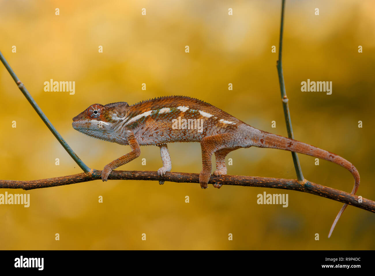 panther chameleon (Furcifer pardalis) in natural habitat in rainforest ...