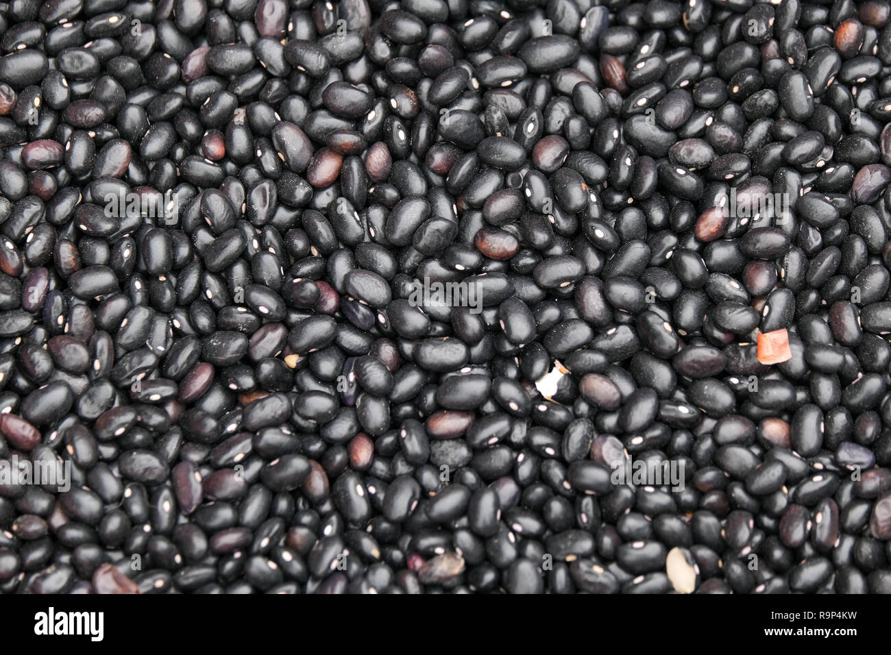 Black bean seed or Vigna cylindrica Skeels, Vigna unguiculata Walp