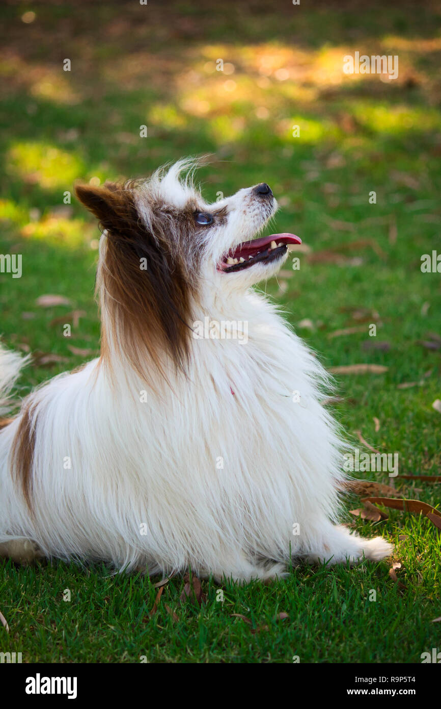 Cute Dog Eager To Please Stock Photo Alamy