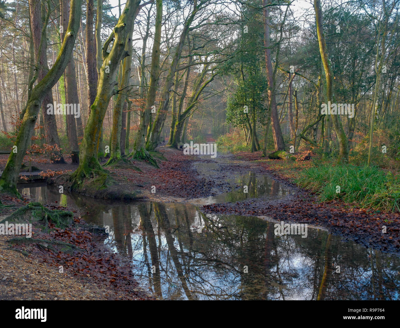 Upton Heath 27th December 2018 a pleasant day. Stock Photo