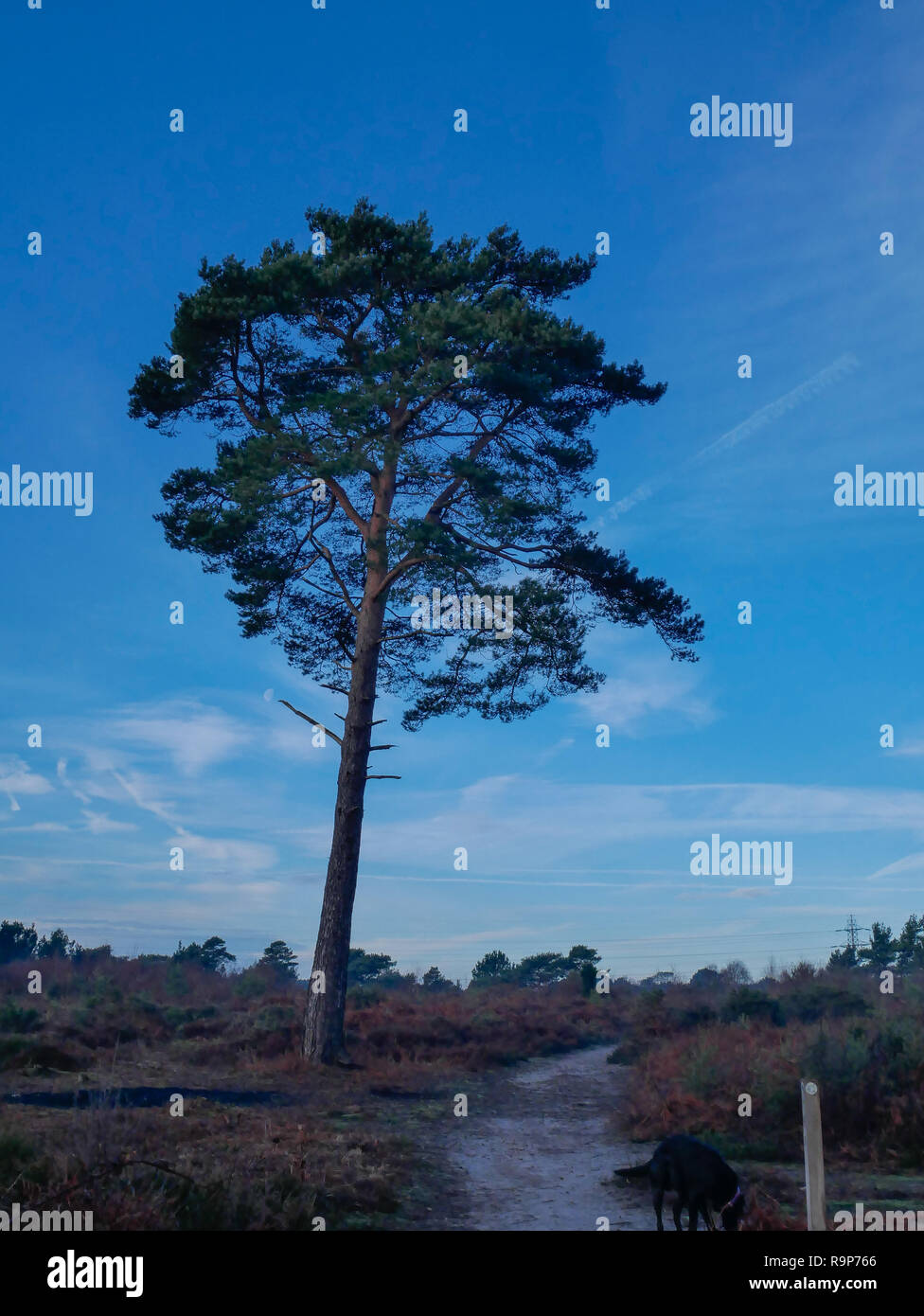 Upton Heath 27th December 2018 a pleasant day. Stock Photo