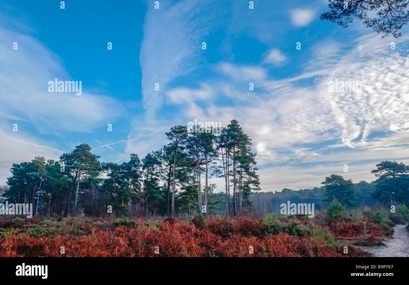Upton Heath 27th December 2018 a pleasant day. Stock Photo