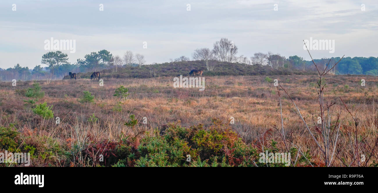 Upton Heath 27th December 2018 a pleasant day. Stock Photo