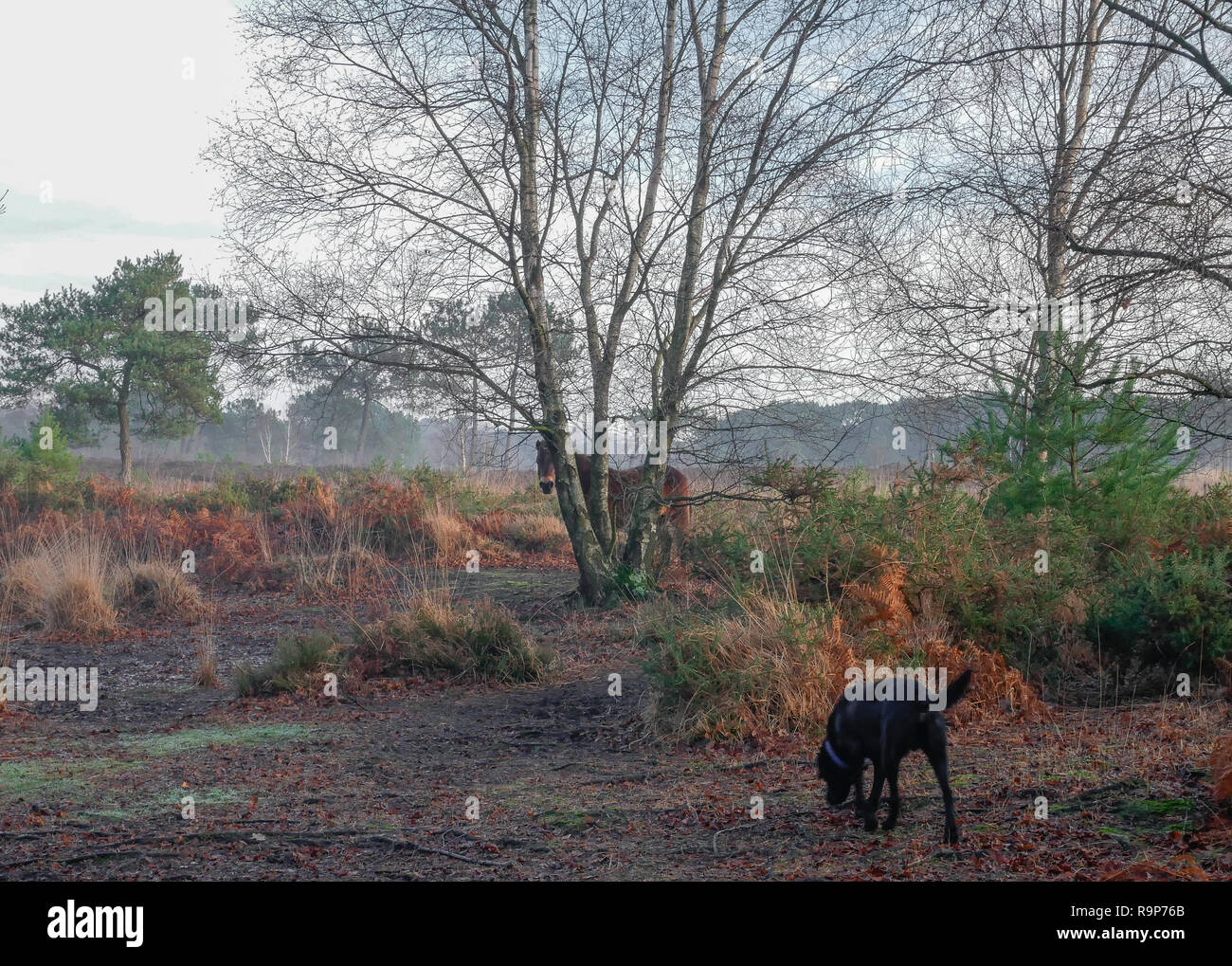 Upton Heath 27th December 2018 a pleasant day. Stock Photo