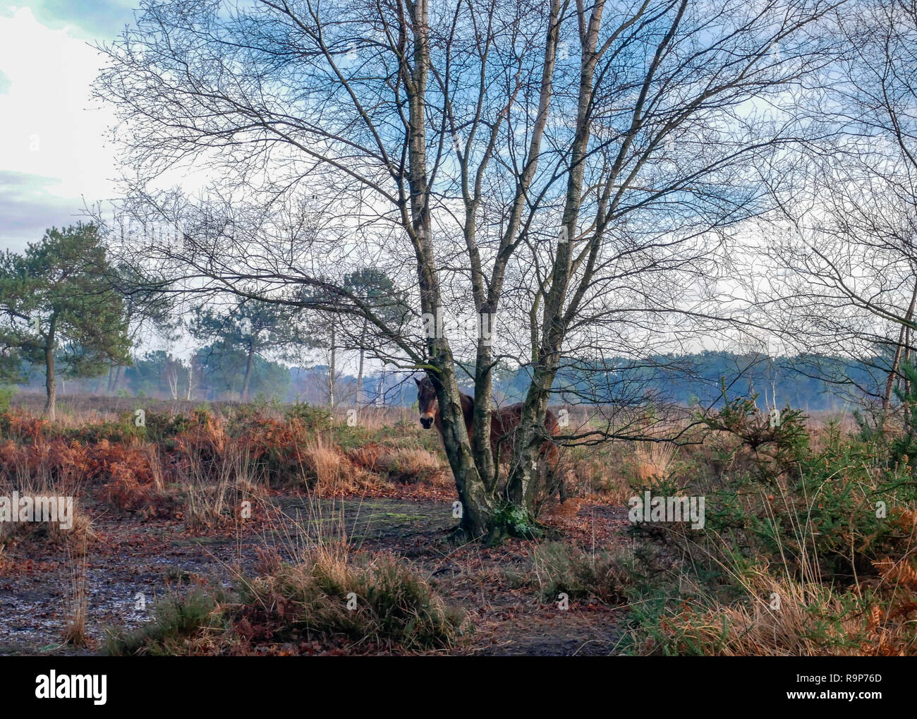 Upton Heath 27th December 2018 a pleasant day. Stock Photo