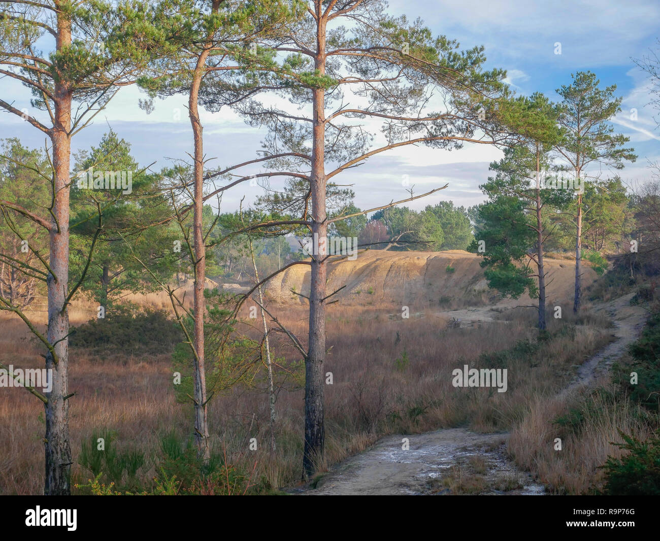 Upton Heath 27th December 2018 a pleasant day. Stock Photo
