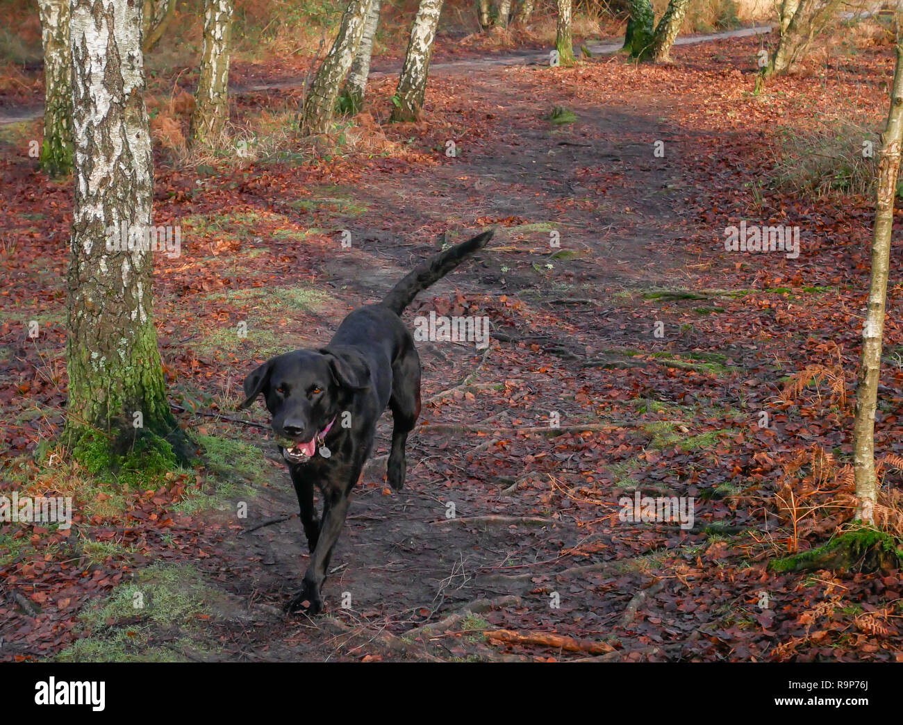Upton Heath 27th December 2018 a pleasant day. Stock Photo
