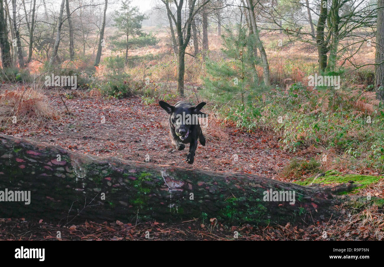 Upton Heath 27th December 2018 a pleasant day. Stock Photo