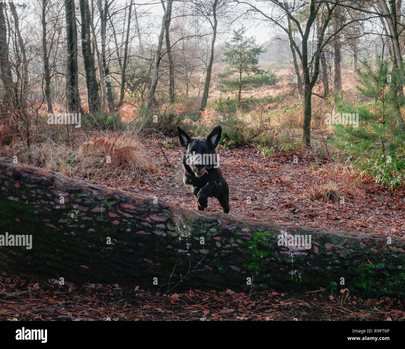 Upton Heath 27th December 2018 a pleasant day. Stock Photo