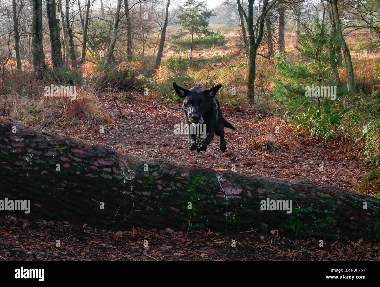 Upton Heath 27th December 2018 a pleasant day. Stock Photo