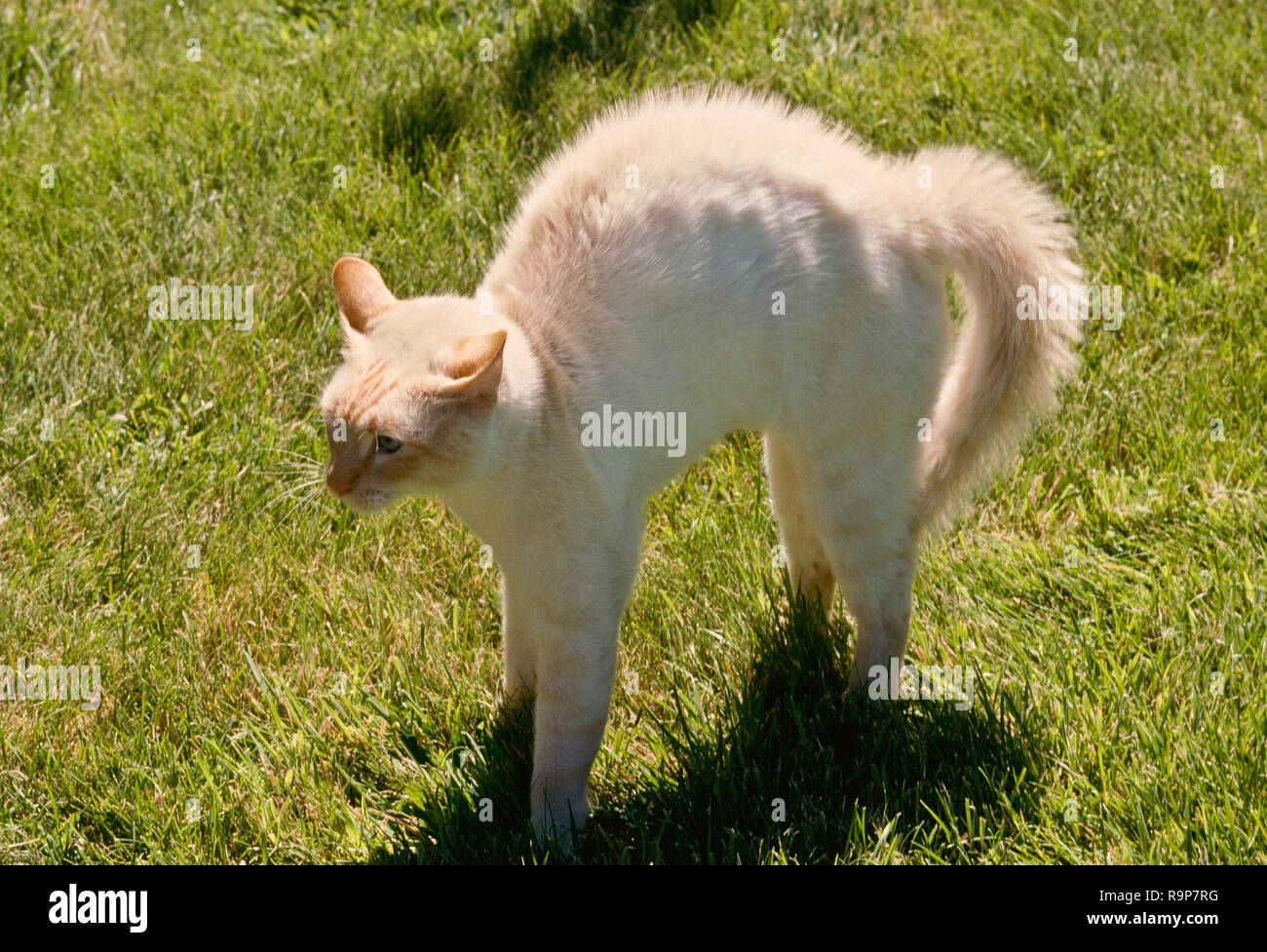 Arching back and tail hires stock photography and images Alamy