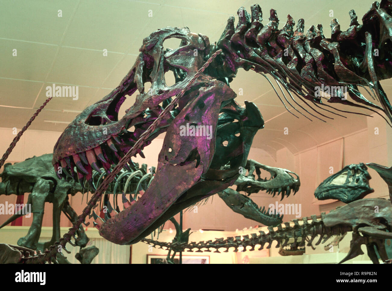 Dinosaur bones are in the Black Hills Institute of Geological Research