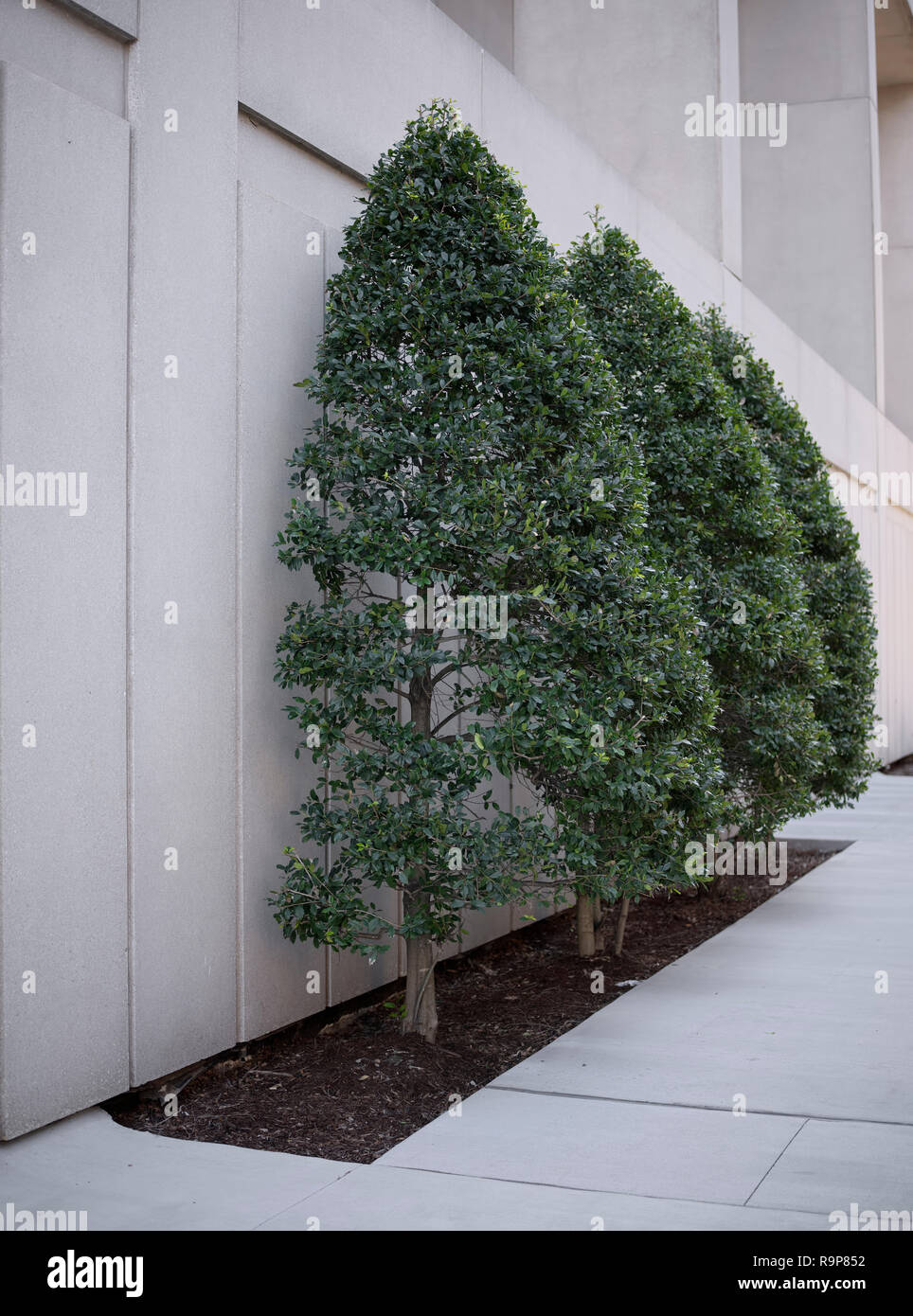 Small green space in sidewalk up agains city buildings. Trees planted in sidewalk area. Stock Photo