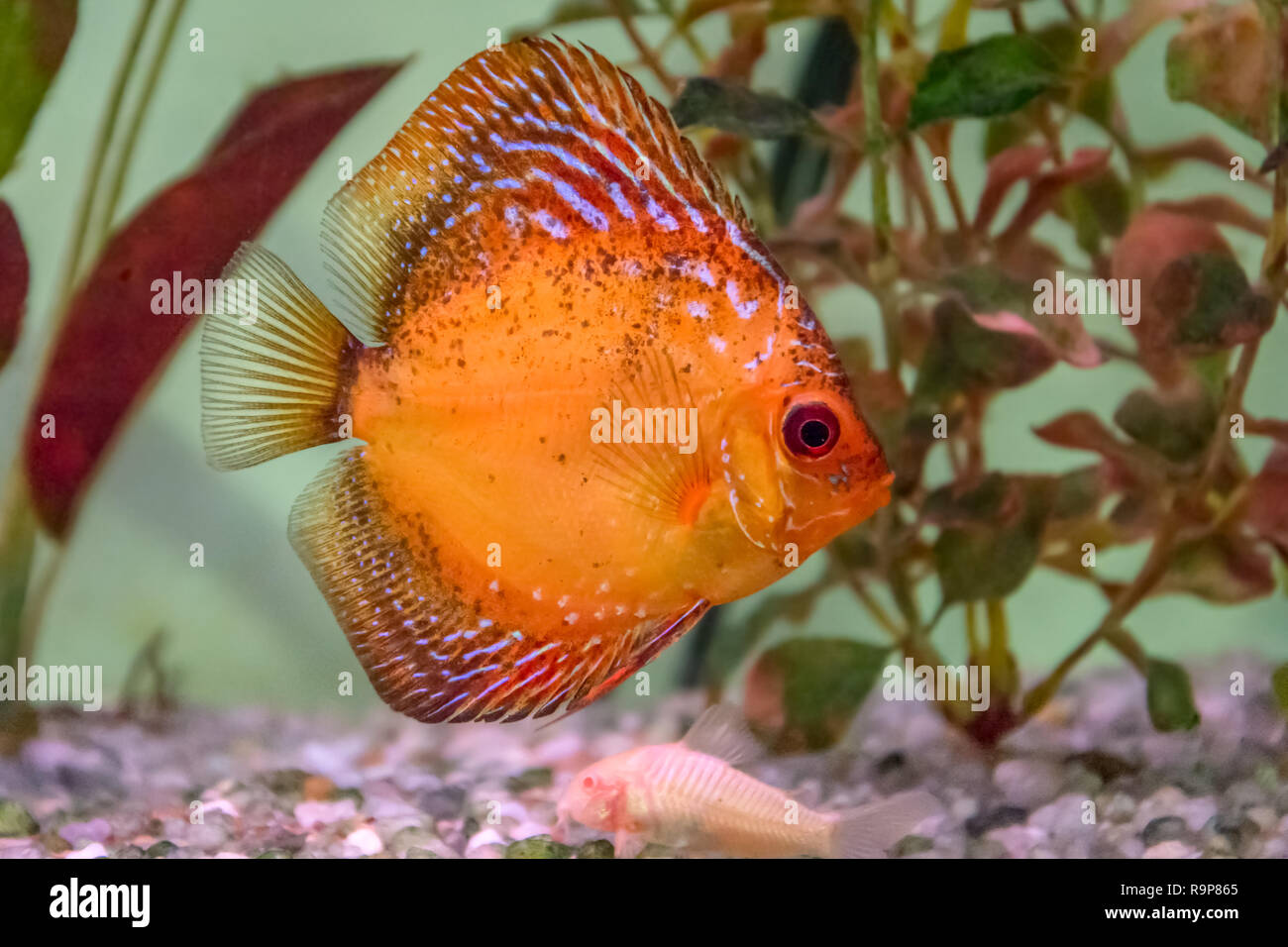 A front view of a orange Discus fish in an aquarium, swimming rightward with some plants in the background and a Albino Corydora over the substrate Stock Photo