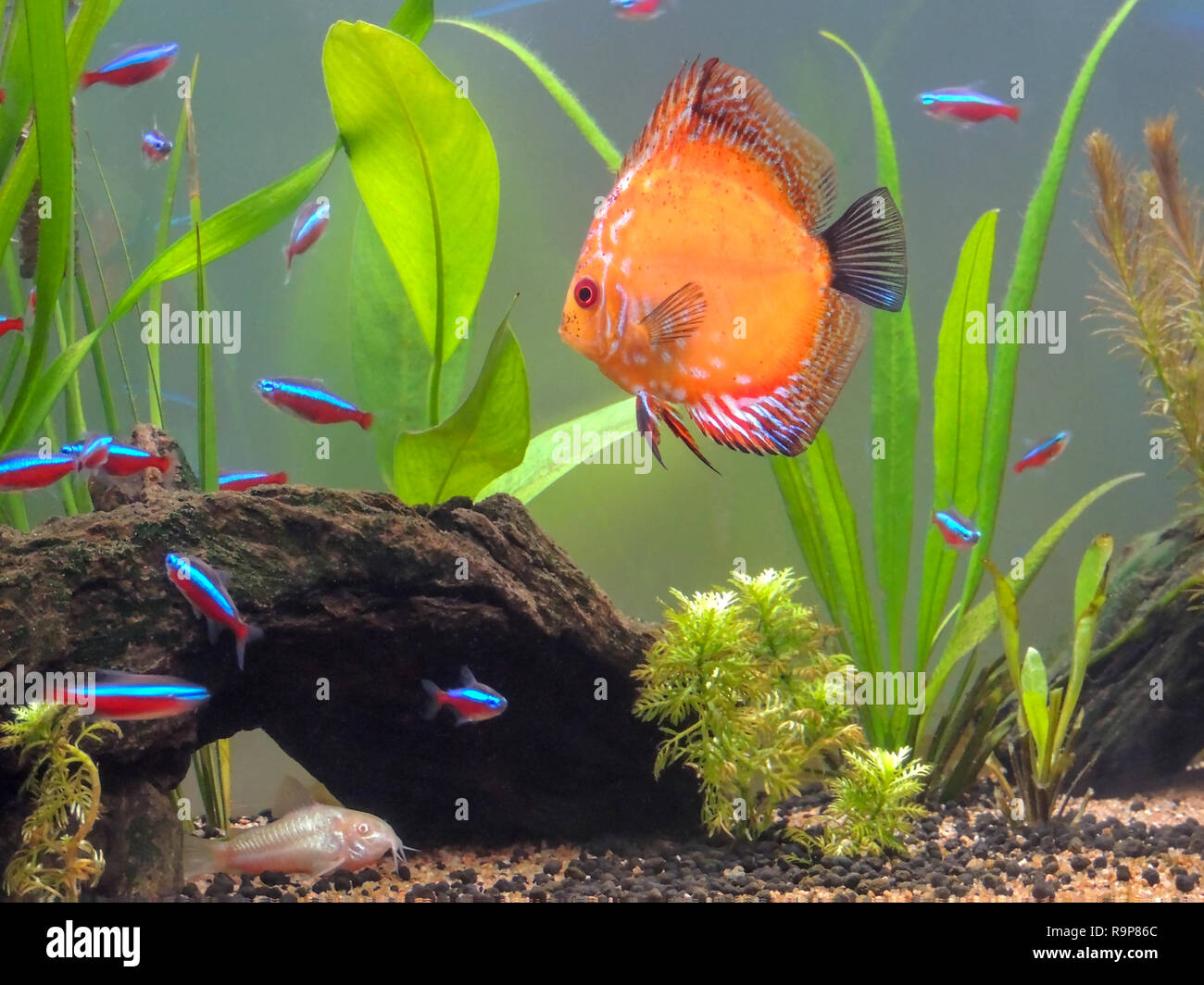 A Discus fish swimming in a fresh water aquarium surrounded by some plants, trunks and many Neon fishes and a Albino Corydora over the gravel Stock Photo
