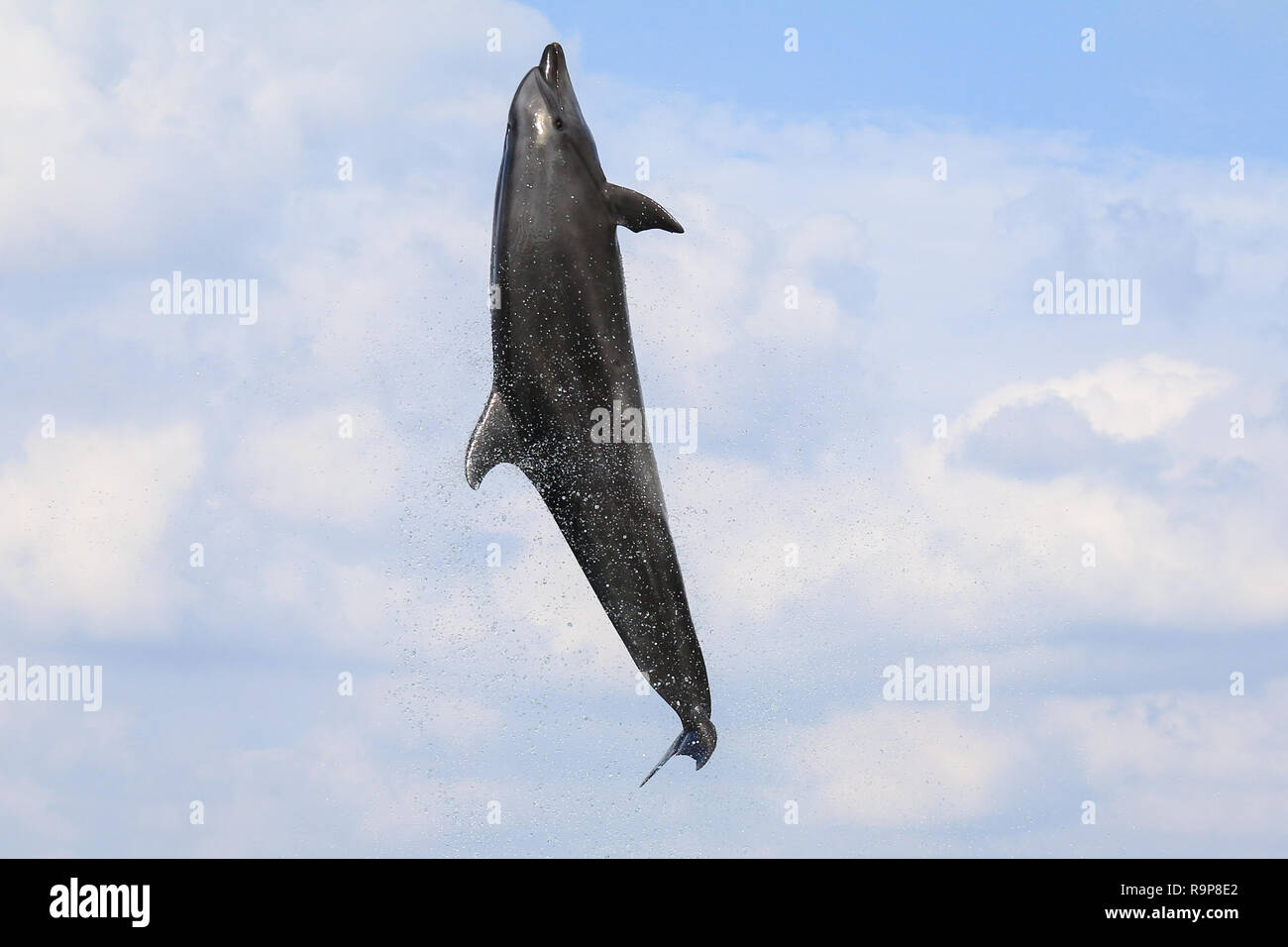 dolphin jumping and performing in a pool, Okinawa, Japan Stock Photo