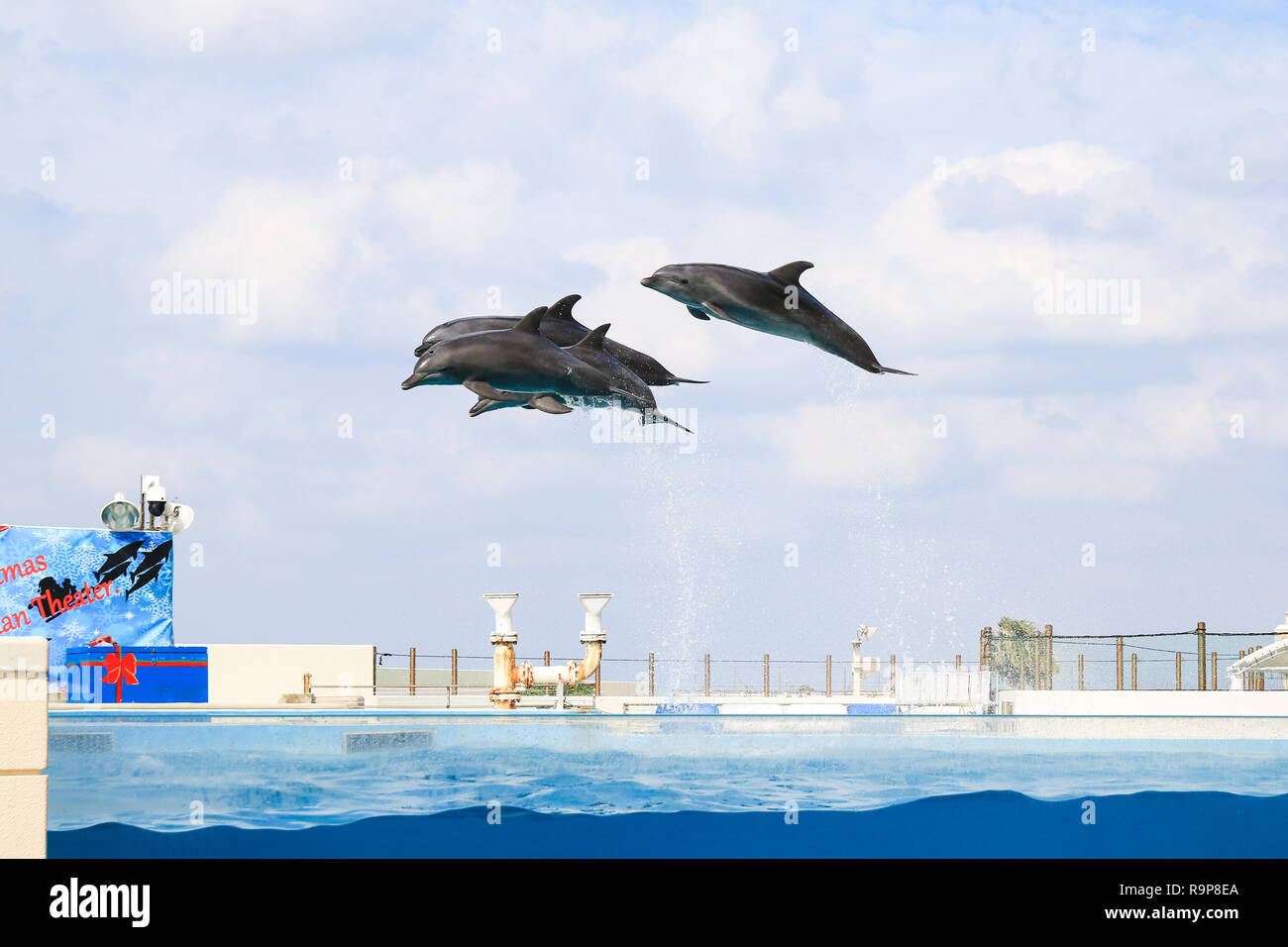 dolphin jumping and performing in a pool, Okinawa, Japan Stock Photo