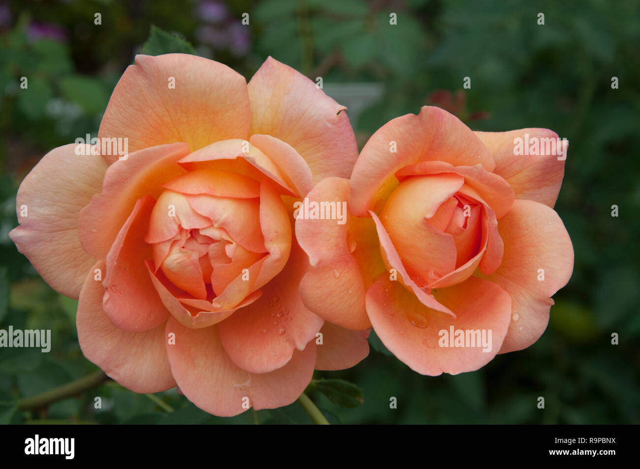 'Just Joey' cultivar tea rose by David Austin in a Melbourne garden Stock Photo