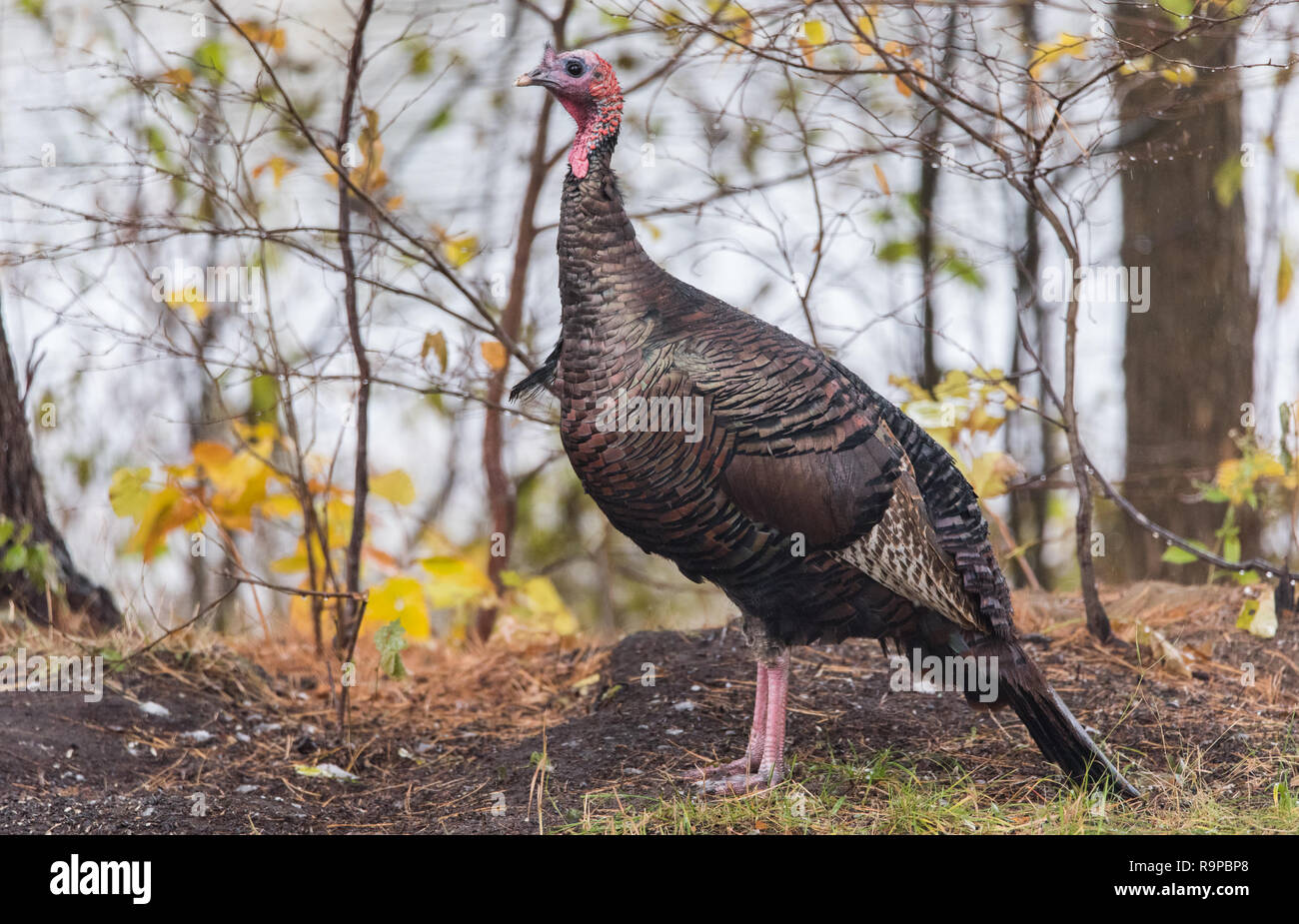 Eastern Wild Turkey (Meleagris gallopavo silvestris) hen in a autumn colored wooded yard pauses momentarily as if to pose for the camera. Stock Photo