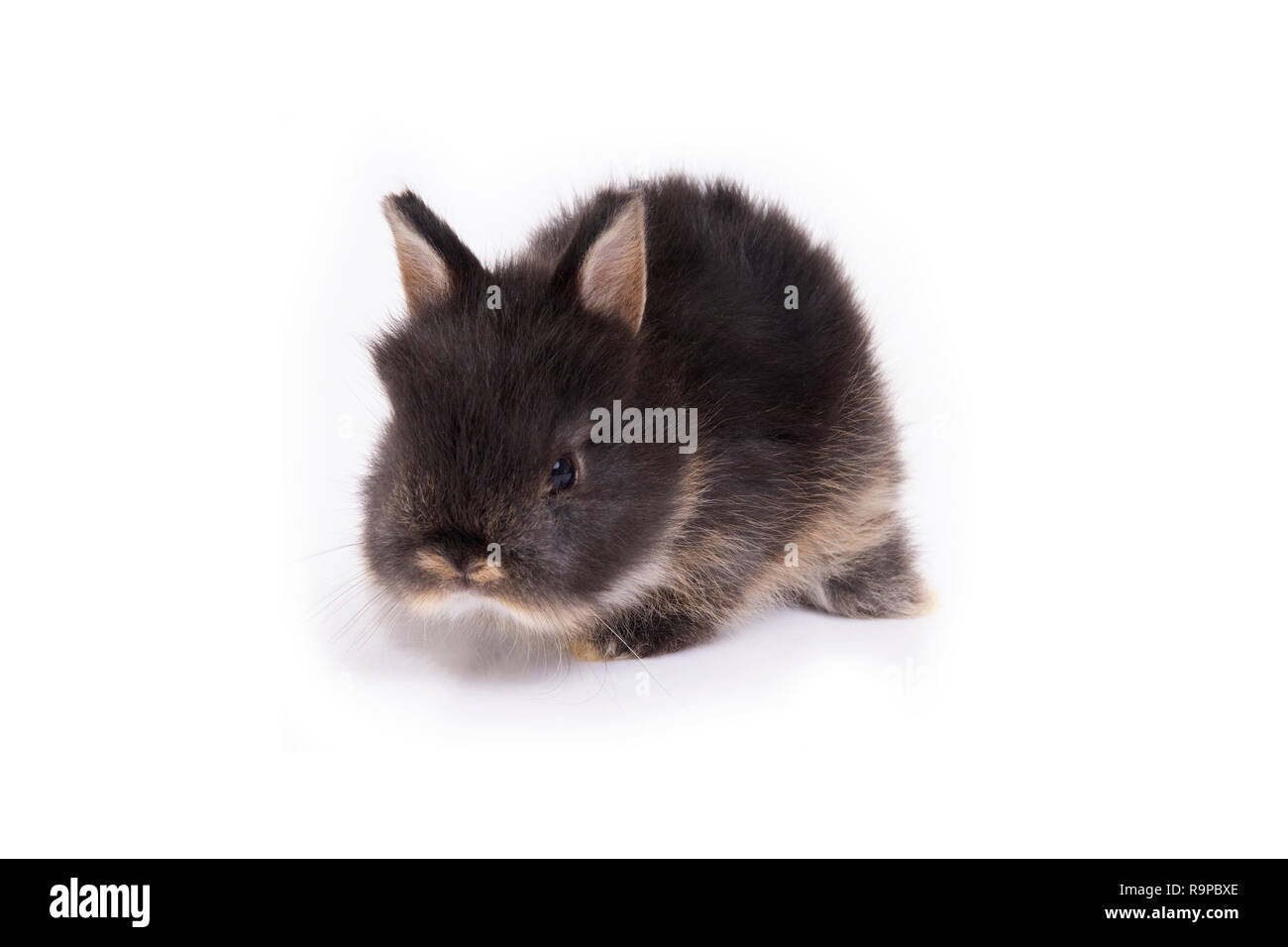 Baby netherland dwarf rabbit on white background. Stock Photo