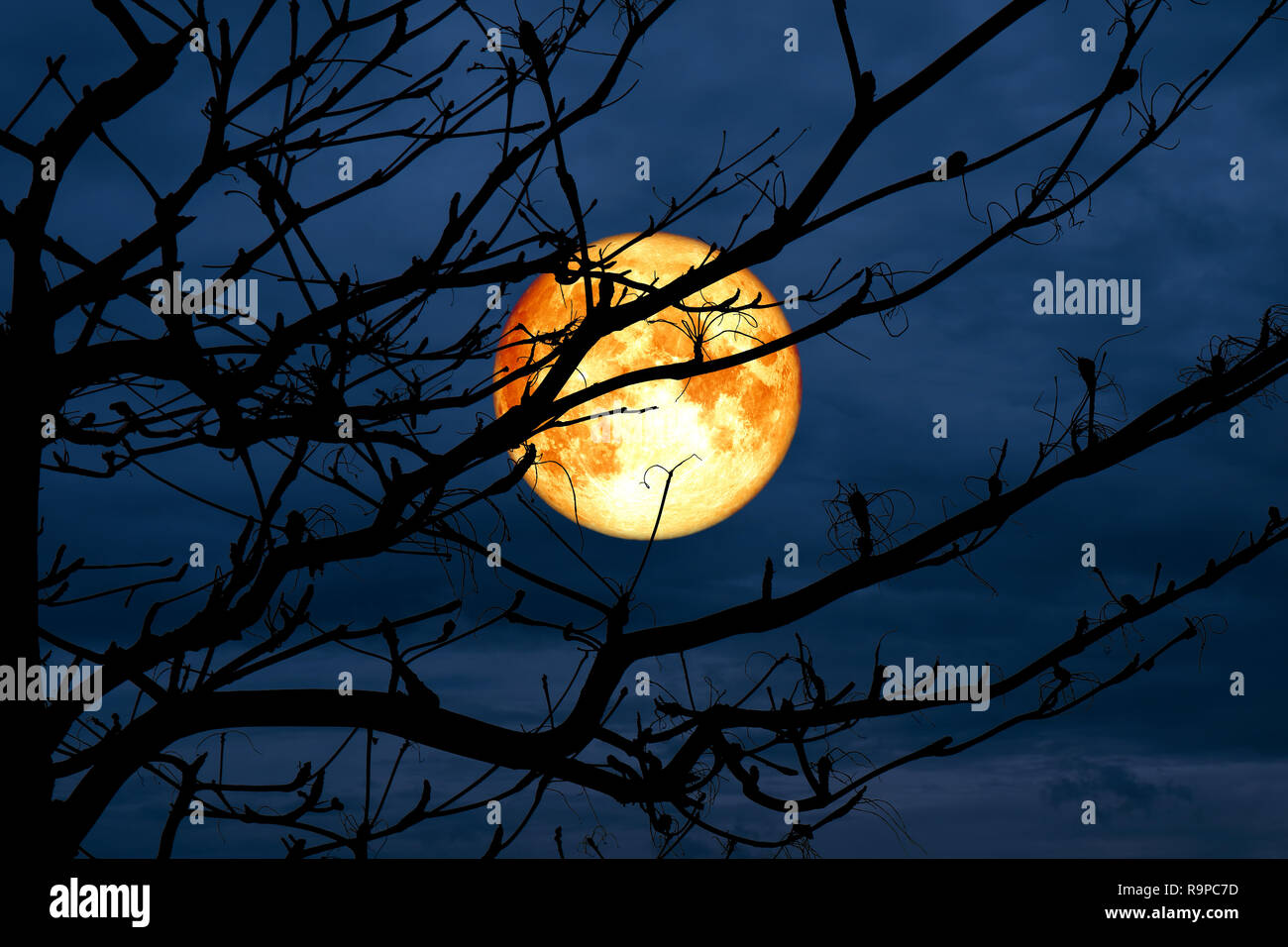 blood moon back silhouette branch dry tree night sky, Elements of this ...