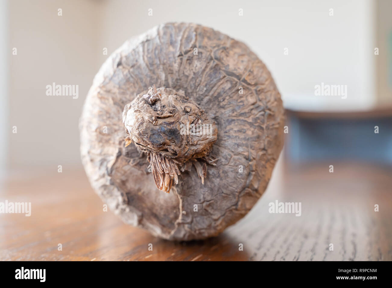 A Tuber of Nigerian Yam ready for cooking Stock Photo