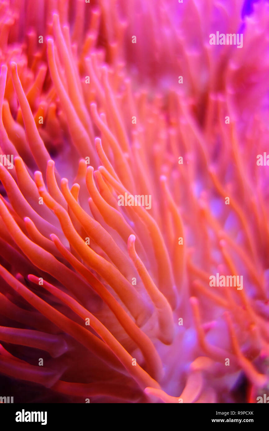 closeup of coral tentacles anemone underwater Stock Photo