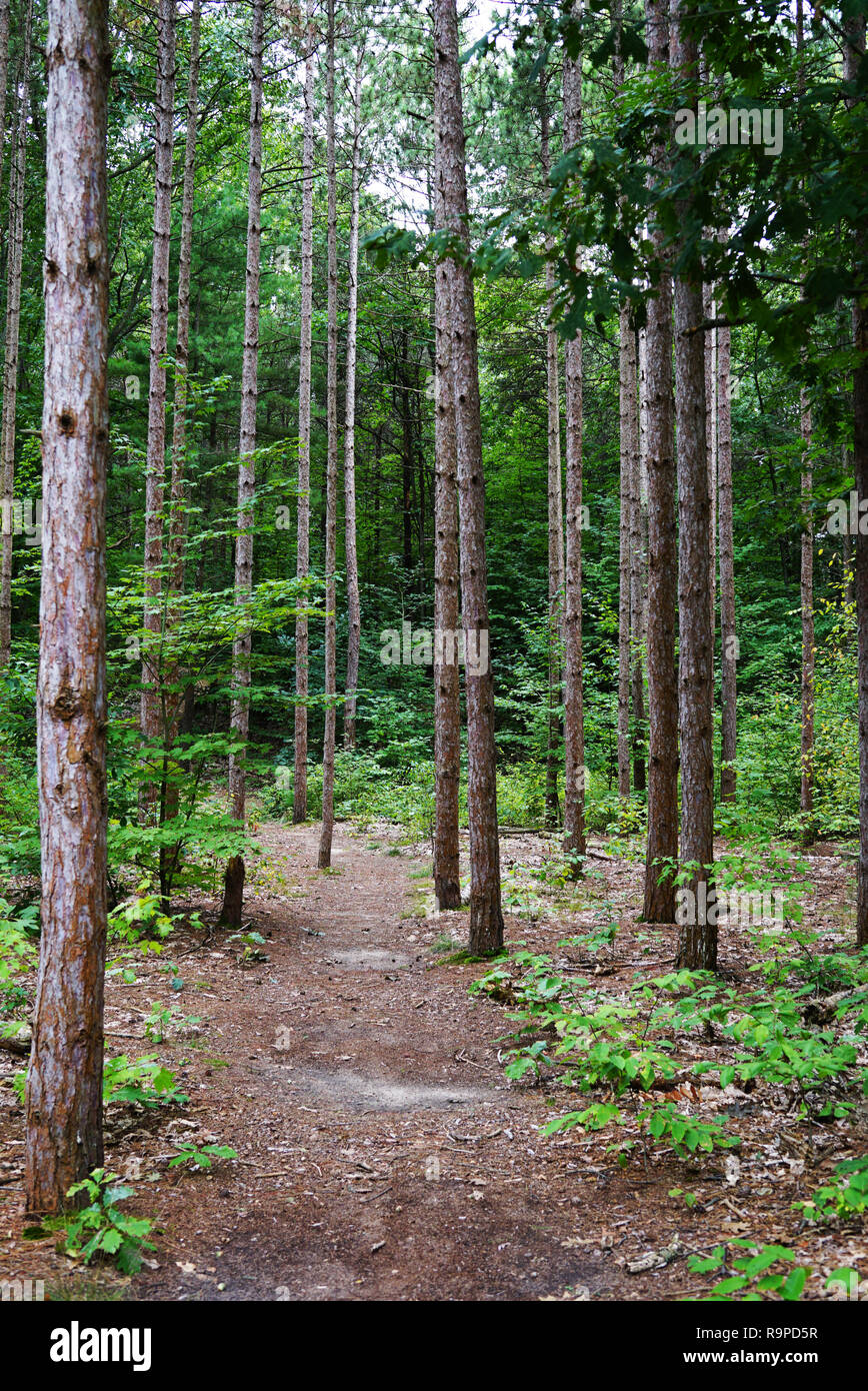 Deep forest with the pathway in the foreground. A forest trail goes to far in the forest. USA, Michigan Stock Photo