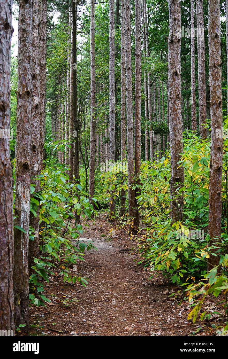 Pathway in the forest between tree trunks. Forest with the pathway in the middle of picture. The trail goes to the Deep forest. USA, Michigan Stock Photo