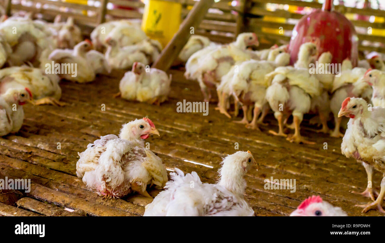 Kfc Chicken Farm