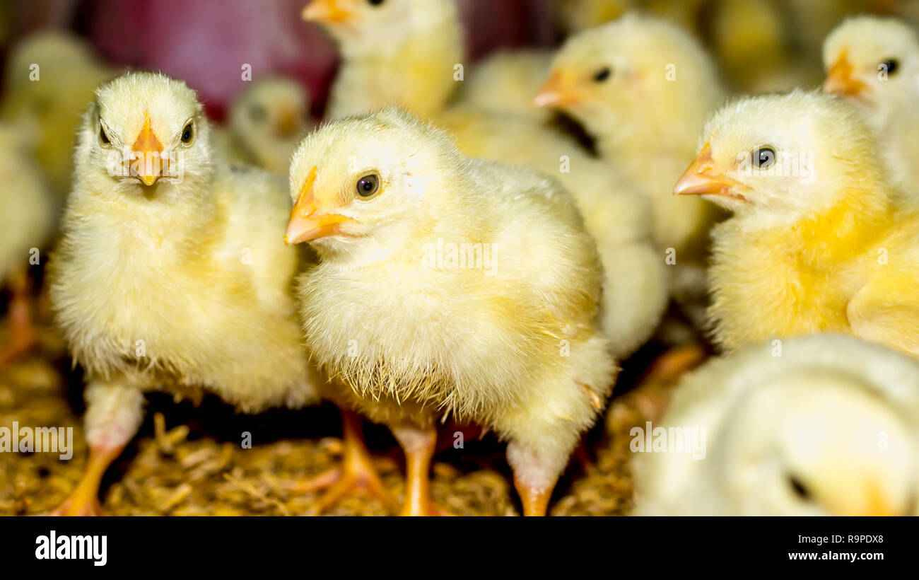 day old chicken broiler at the farm. broiler is specially bred and raised for meat production Stock Photo