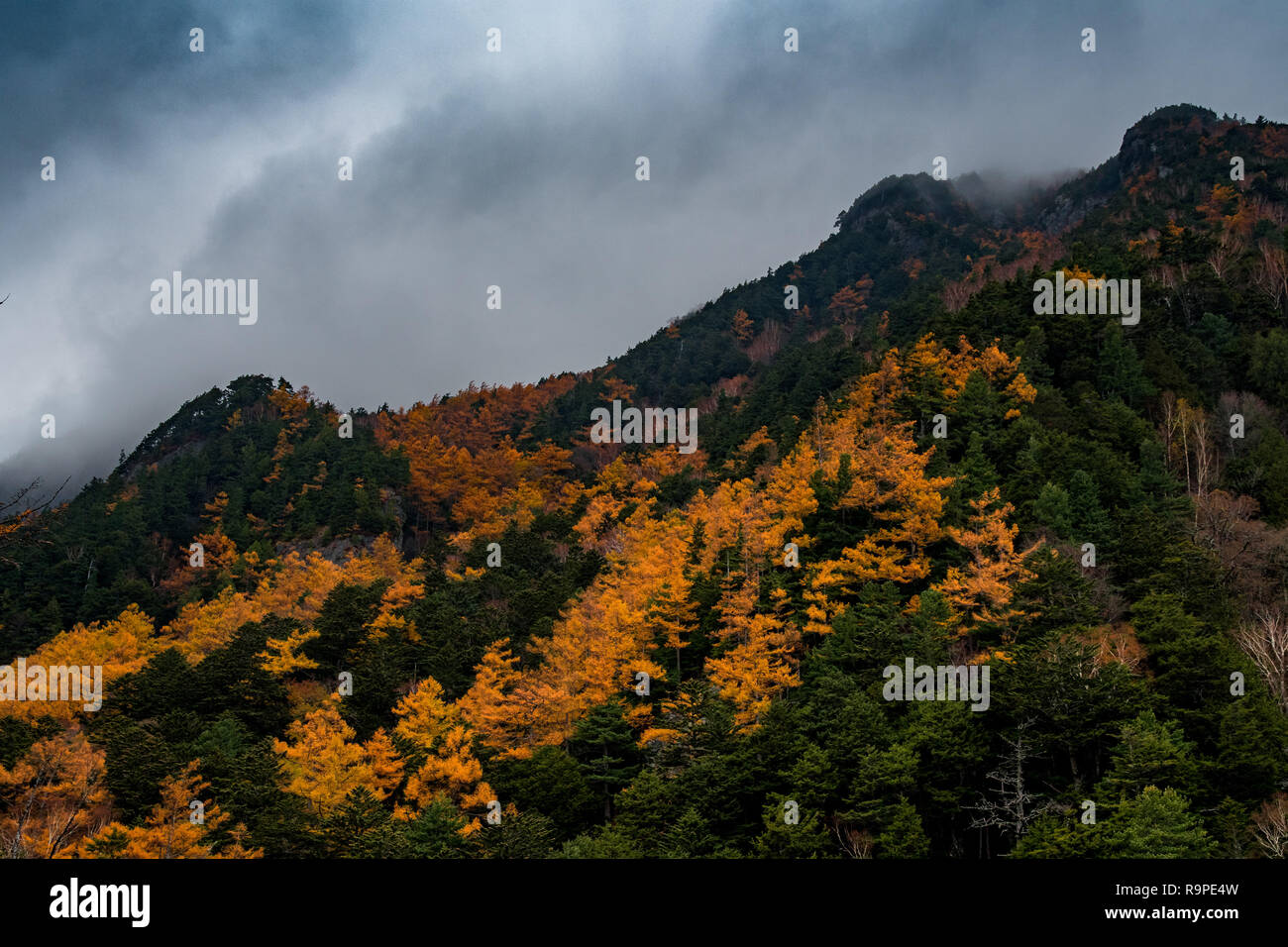 Autumn forest in Kamikochi, Japanese Alps Stock Photo
