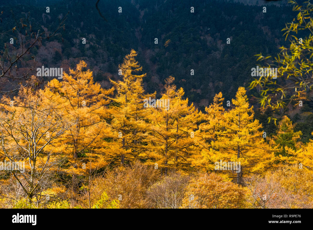 Kamikochi in Autumn, Japanese Alps, Chubu Sangaku National Park Stock Photo