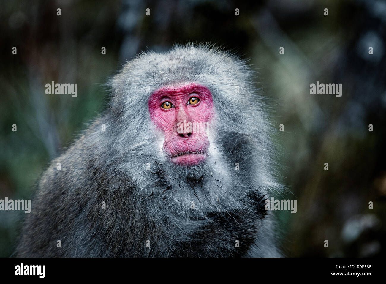 red faced snow monkey in Kamikochi, Japanese Alps, Chubu Sangaku