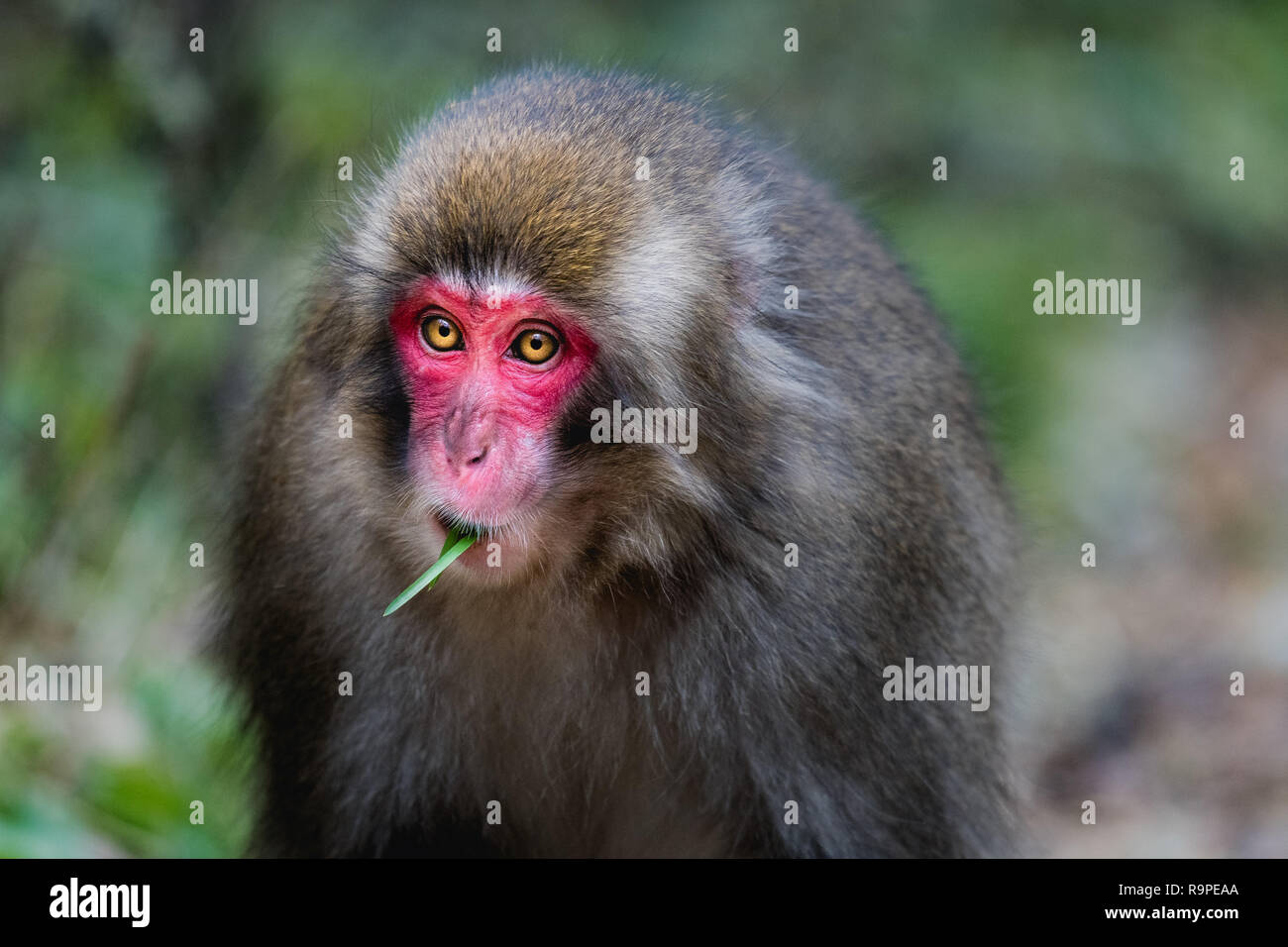 red faced snow monkey in Kamikochi, Japanese Alps, Chubu Sangaku National  Park Stock Photo - Alamy