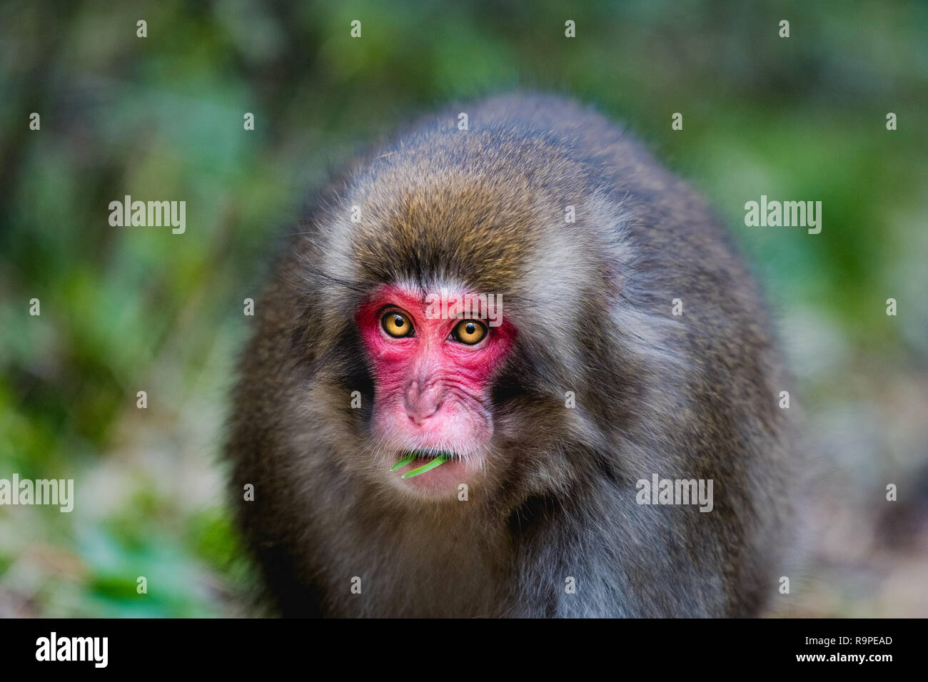 Red Faced Macaque High Resolution Stock Photography and Images - Alamy