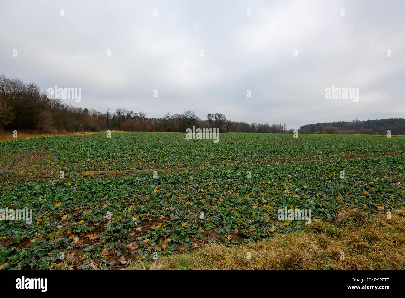 Agricultural field at Stein. Nuremberg. Bavaria, Germany. Stock Photo