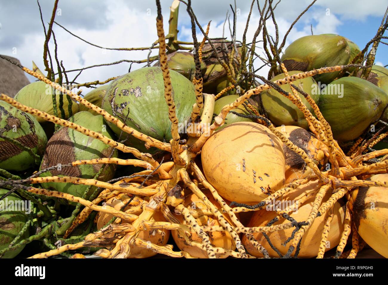 Green and yellow fresh coconuts Stock Photo