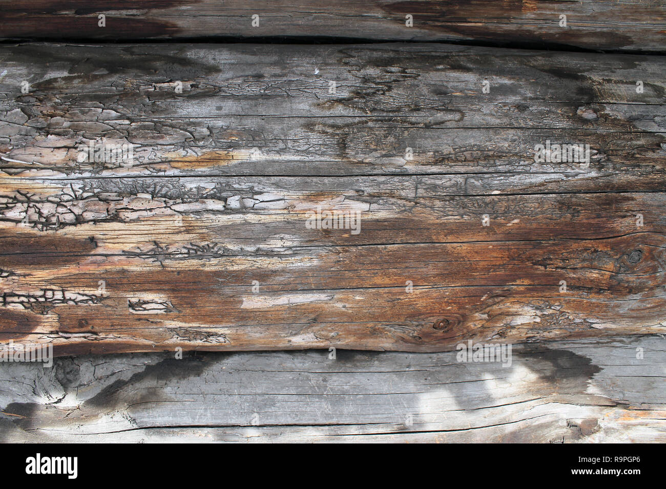The old wood texture with natural patterns. Inside the tree background ...