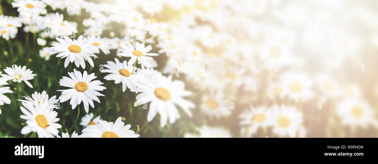 daisy flower field. copy space Stock Photo