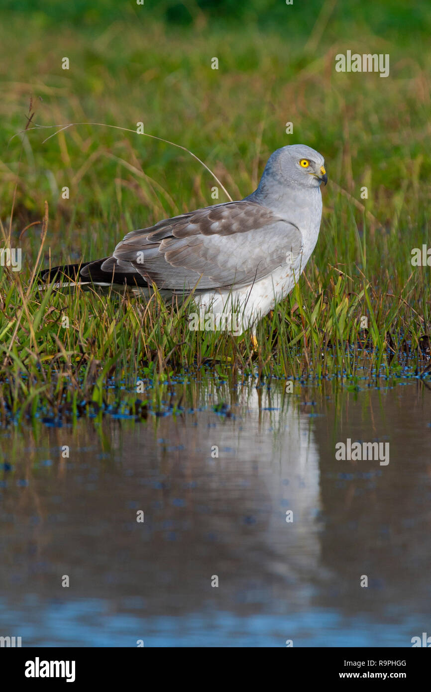 Hen Harrier (Circus cyaneus), adult male standing at the edge of a pond in Italy Stock Photo