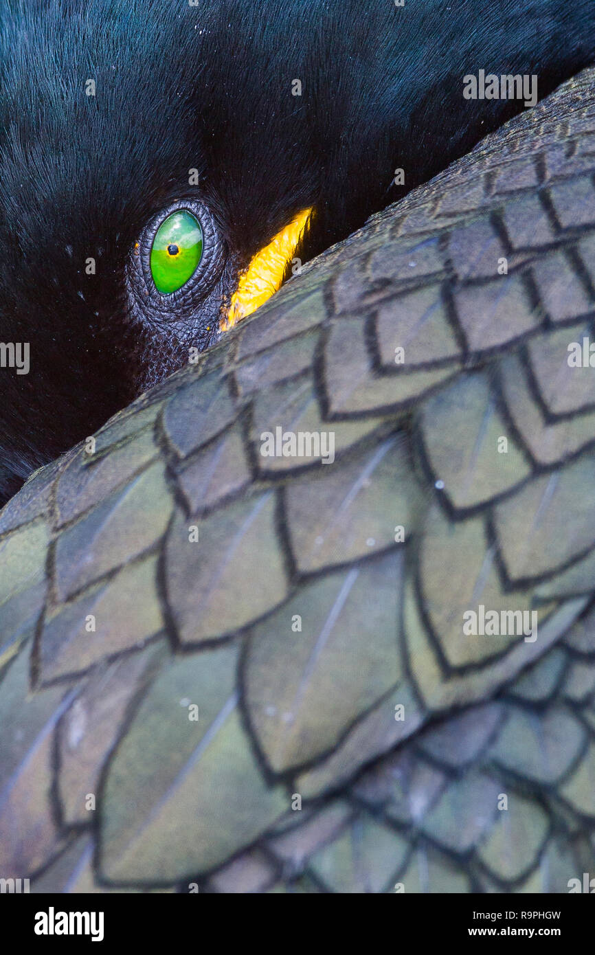 European Shag (Phalacrocorax aristotelis), close-up of an adult Stock Photo