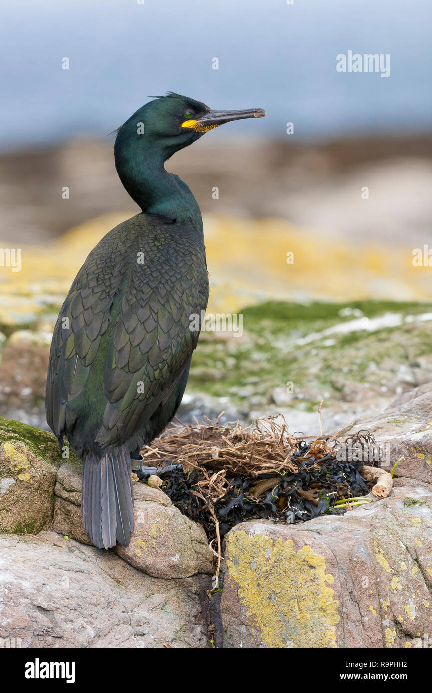 European Shag (Phalacrocorax aristotelis), Stock Photo