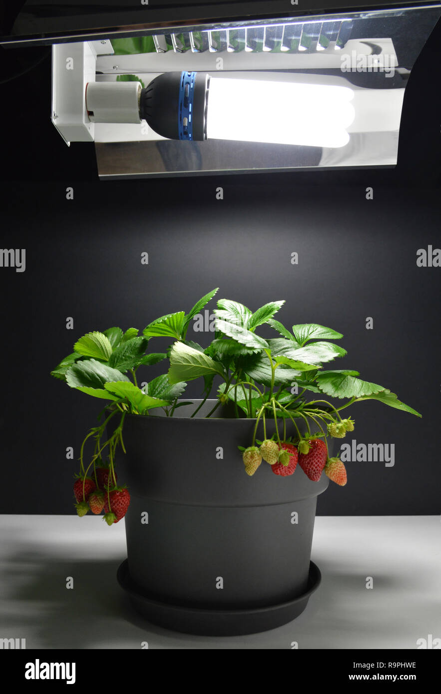 Strawberries plant growing under a growth lamp (artificial light) in indoor gardening or indoor growing. With strawberries. Garden strawberry. Stock Photo